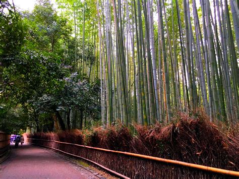 竹林很陰|嵯峨野竹林小徑・聆聽竹林中的隱藏版旋律